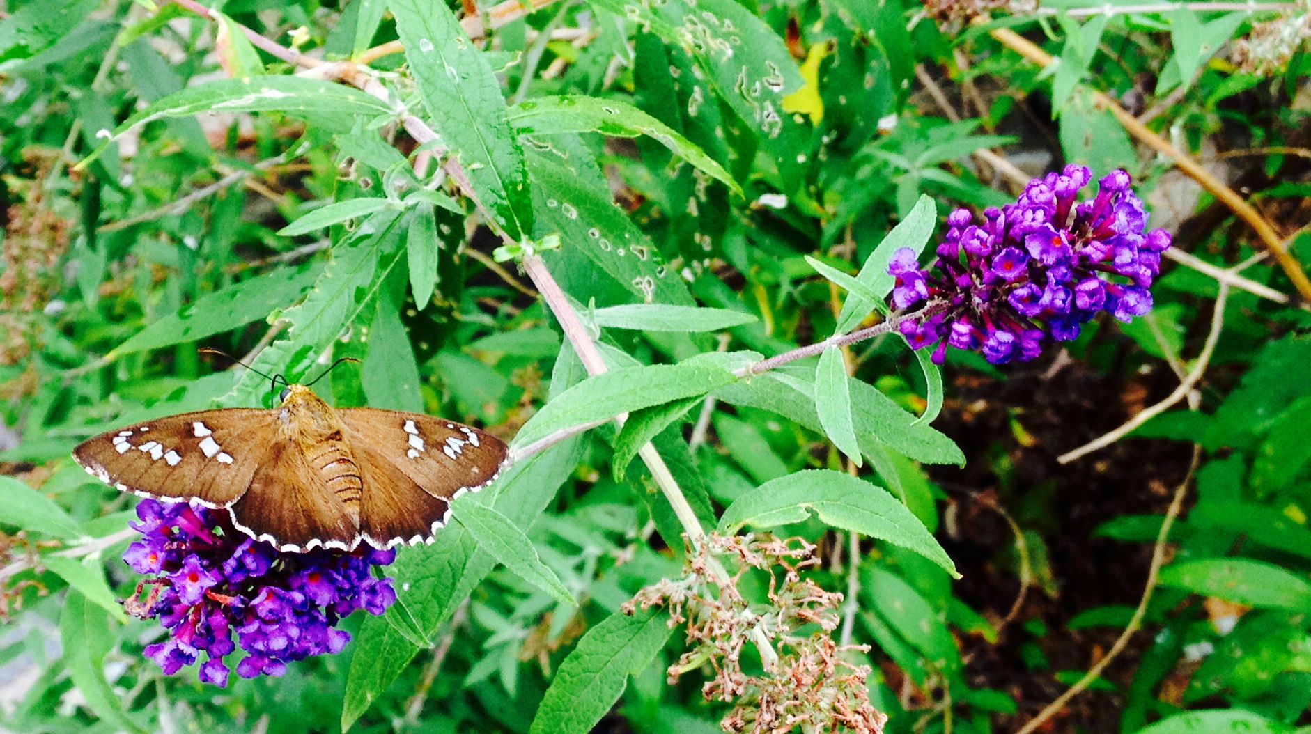 Butterfly and blooms